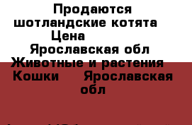 Продаются шотландские котята  › Цена ­ 3 000 - Ярославская обл. Животные и растения » Кошки   . Ярославская обл.